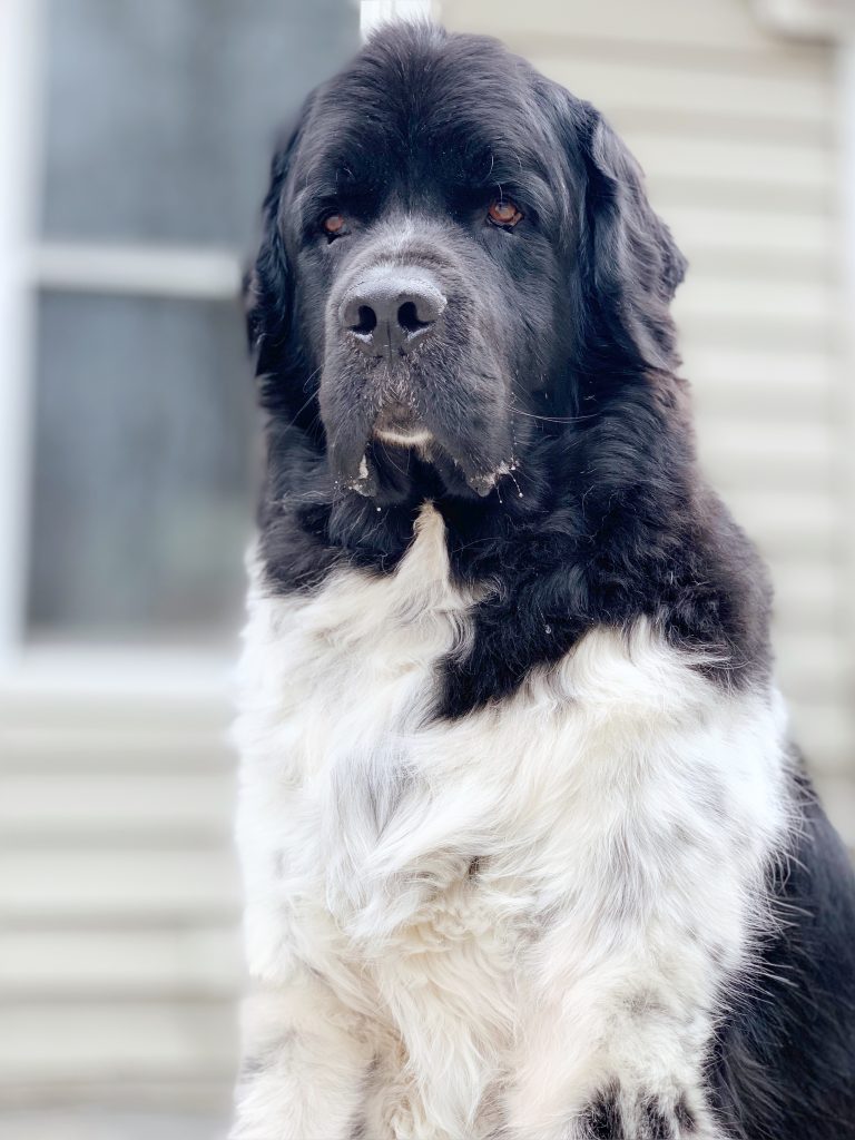 How Much Does A Newfoundland Dog Cost? My Brown Newfies