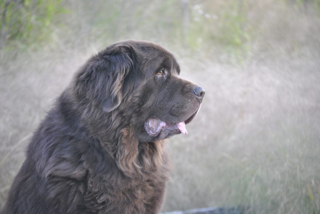 How To Tell If Your Newfoundland Dog Is Overheating