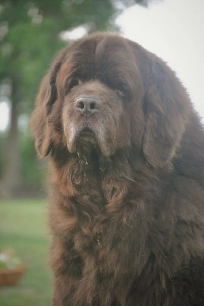 How Much Does A Newfoundland Dog Cost?