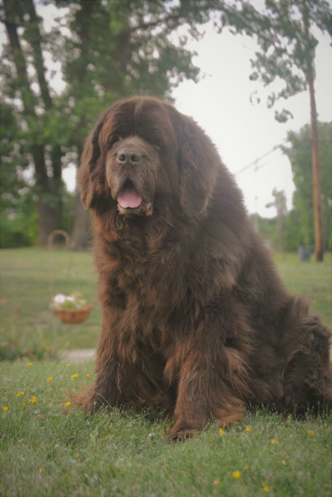 How Much Does A Newfoundland Dog Cost?