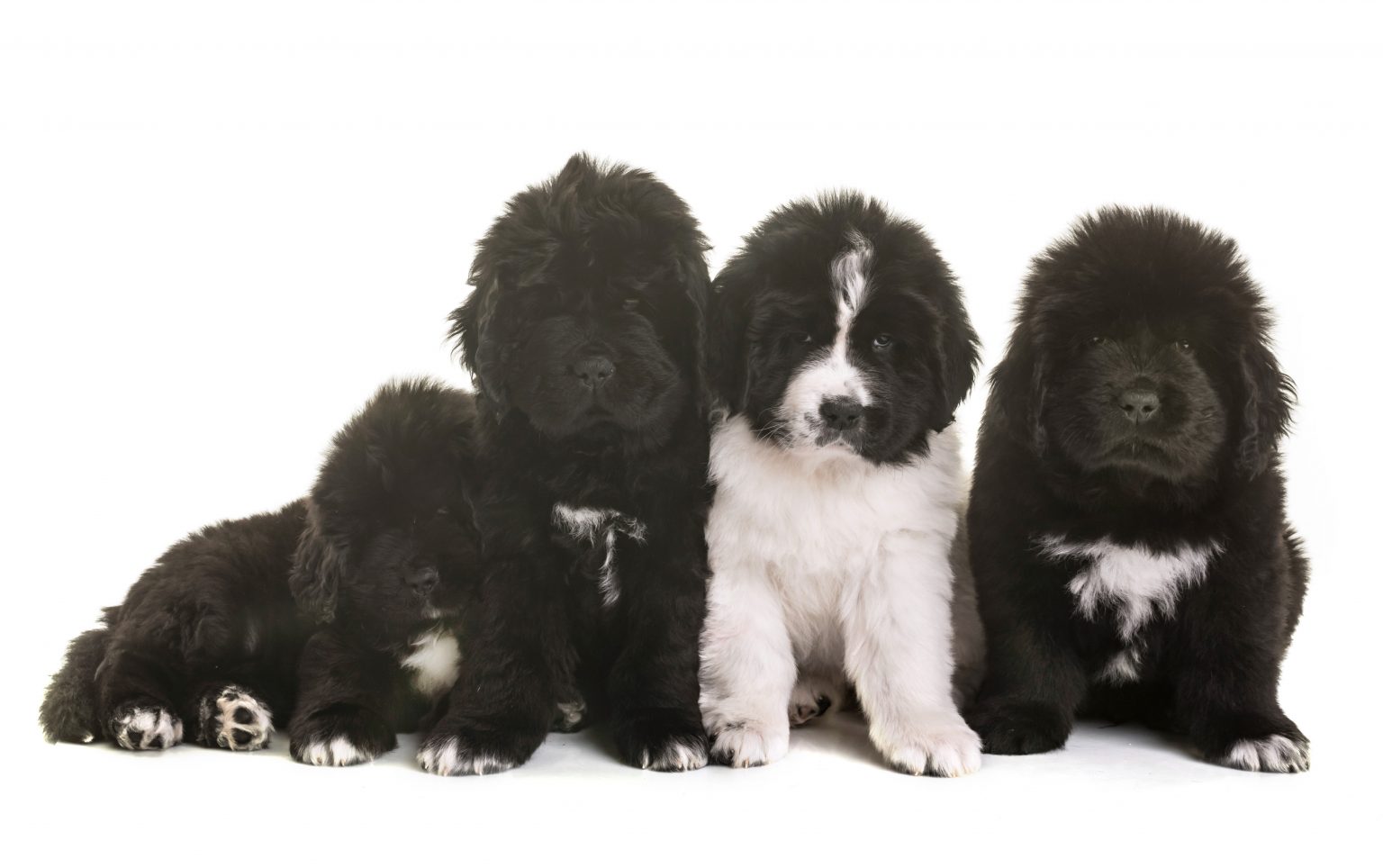 How Much Does A Newfoundland Dog Cost? My Brown Newfies