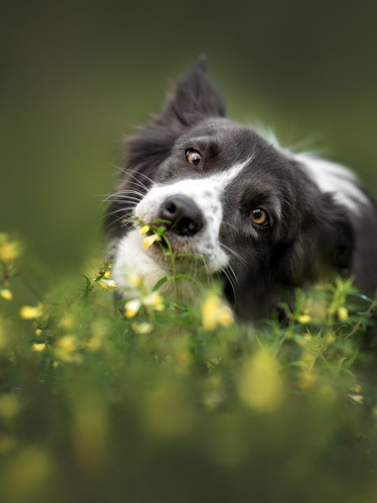 dog eating grass field