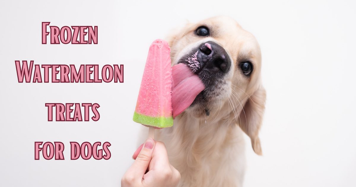 dog licking frozen watermelon treat