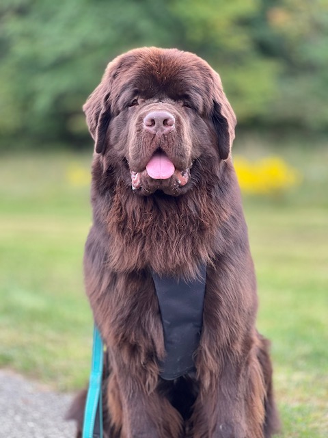how much does a newfoundland dog cost