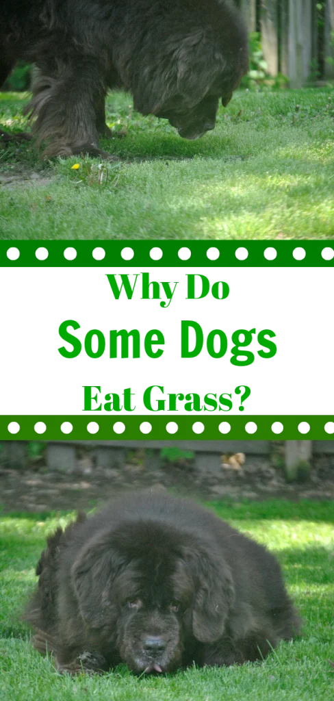 Contary to popular belief, when dogs eat grass it doesn't always mean that they are feeling sick. Many dogs will eat grass because they like the taste of it. 