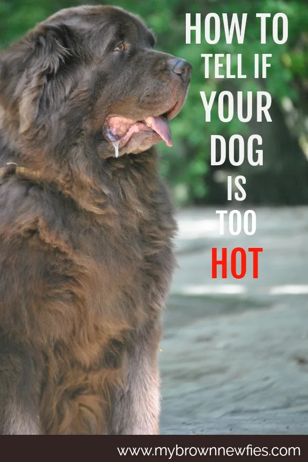 how to tell if your dog is too hot