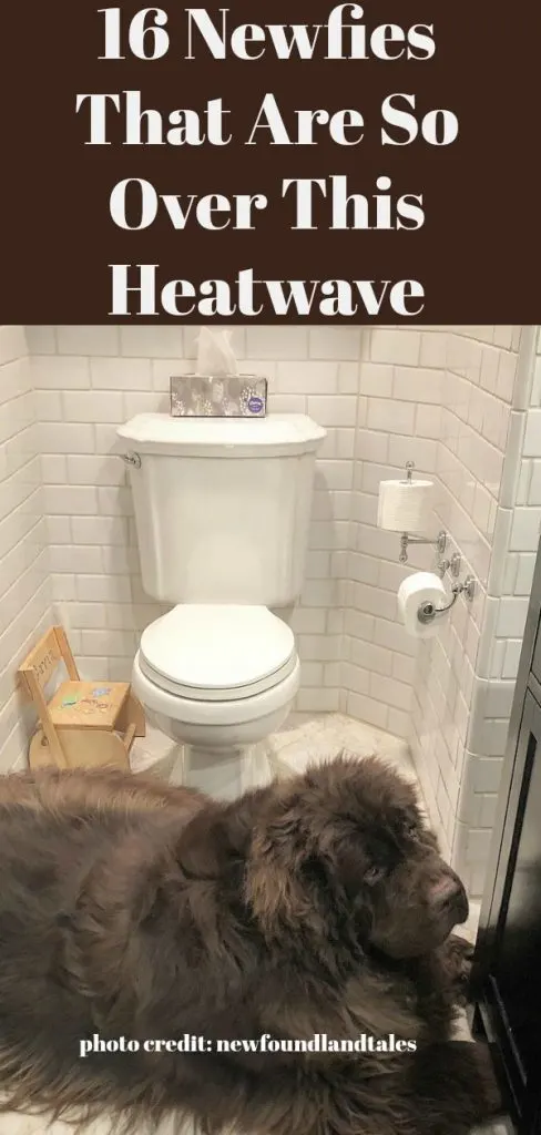 16 Newfies That Are So Over This Heatwave