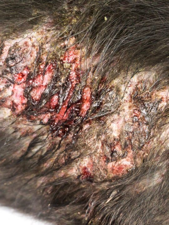close up picture of hot spot on a dog