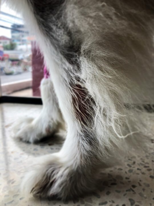 closeup of a hot spot on a dog's front leg