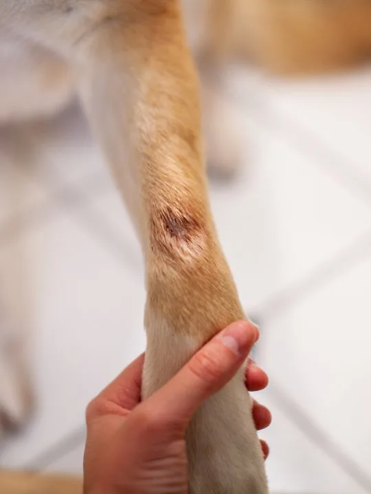 treating a small hot spot on a dog's front leg