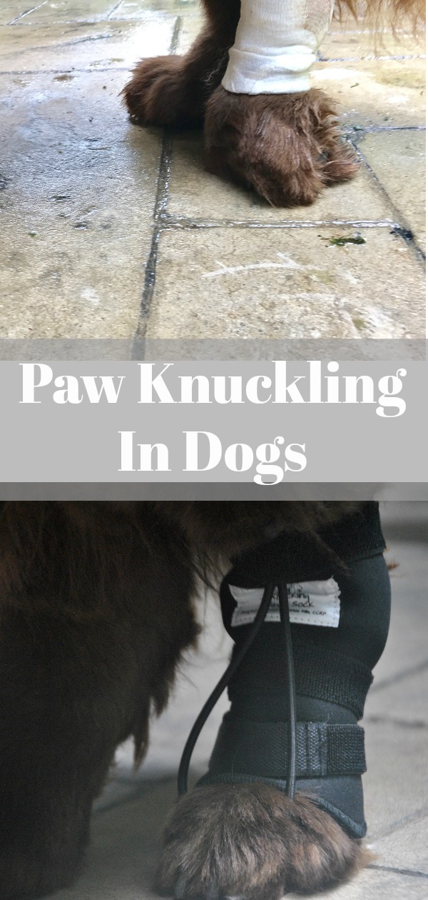 What Is Paw Knuckling In Dogs? (Video) My Brown Newfies