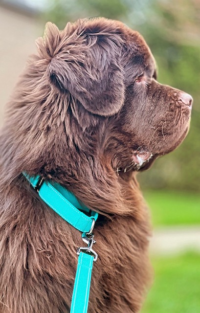 brown newfoundland dog wearing blue martingale collar and leash