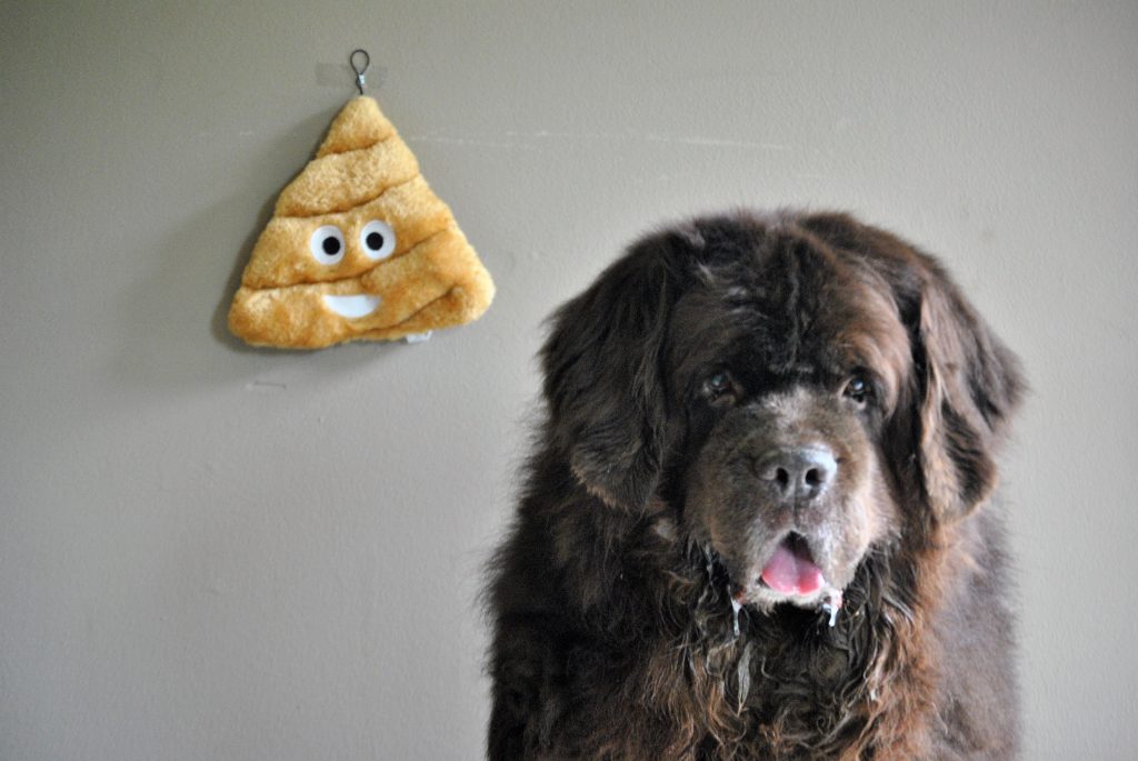 20 Things I've Learned About Newfies, Dogs And Myself Over The Last 20 Years