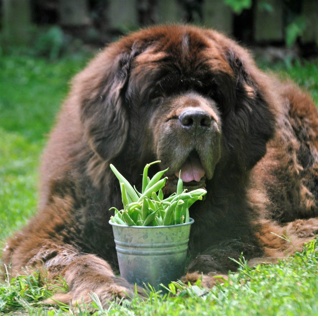 4 Easy Ways To Add Green Beans To Your Dog's Diet