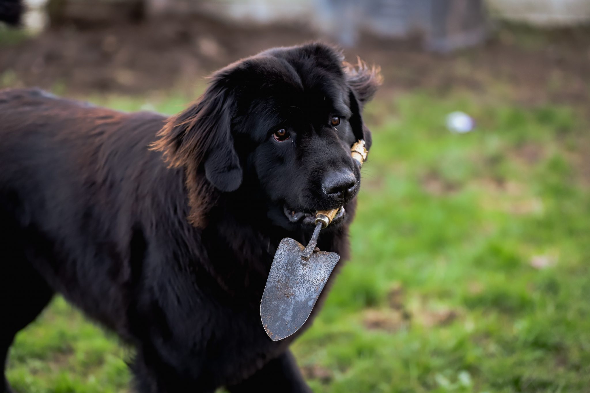 10 Common Behavior Issues Seen With The Newfoundland Dog My Brown Newfies