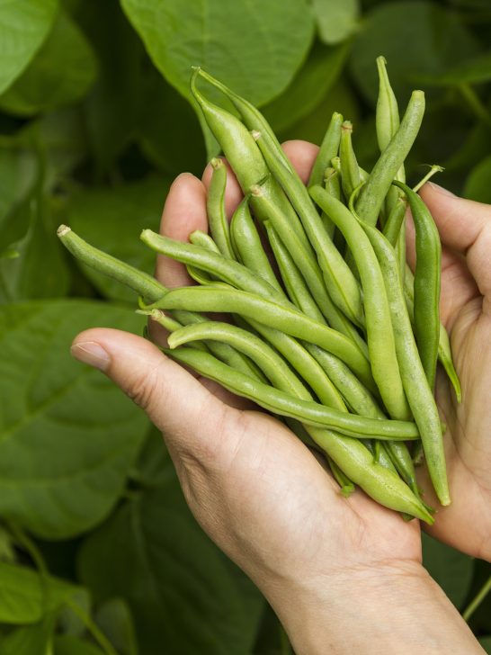 female picking green beans from her garden to add to her dog's food