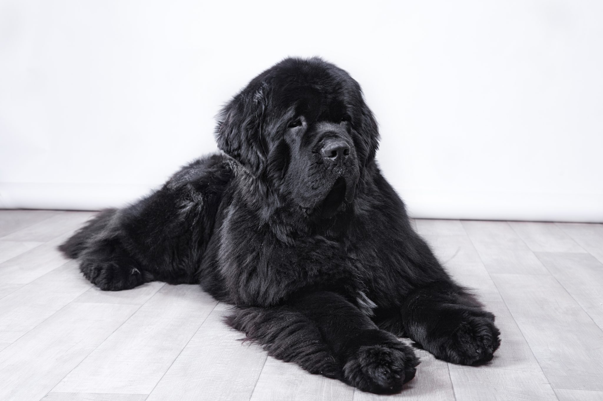 10 Common Behavior Issues Seen With The Newfoundland Dog My Brown Newfies