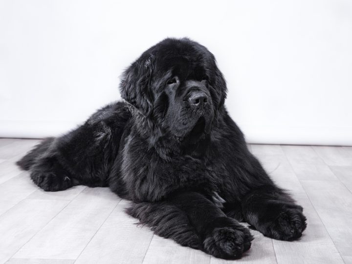 black newfoundland dog laying on floor