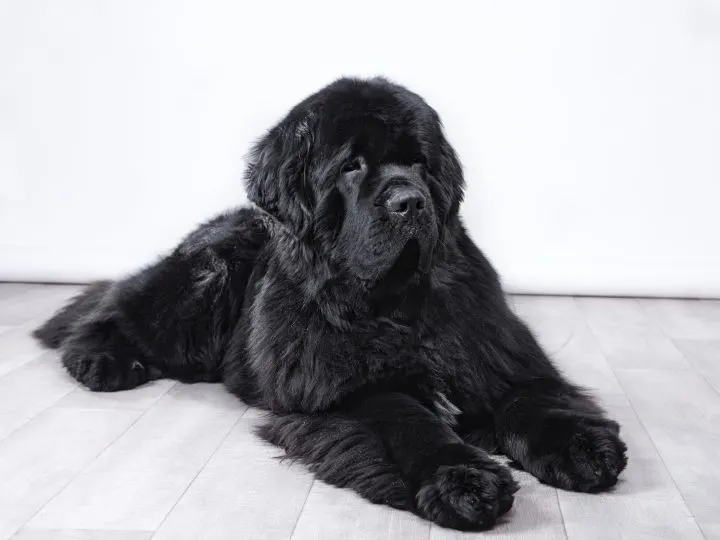 black newfoundland dog laying on floor