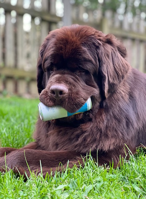 brown newfoundland dog with can in his mouth