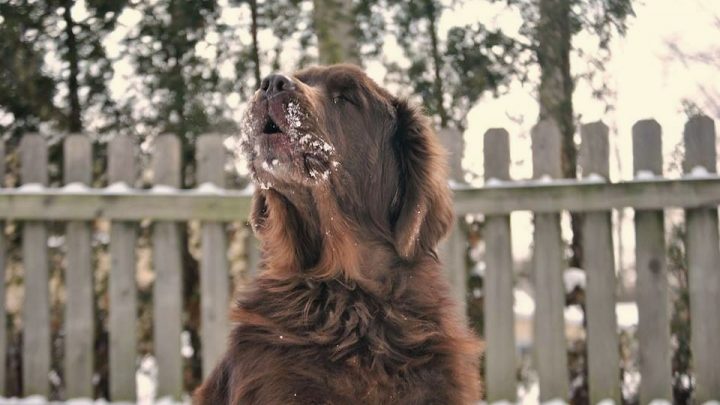 10 Common Behavior Issues Seen In The Newfoundland Dog