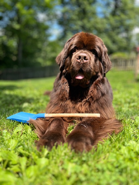 brown Newfie laying in grass with shovel
