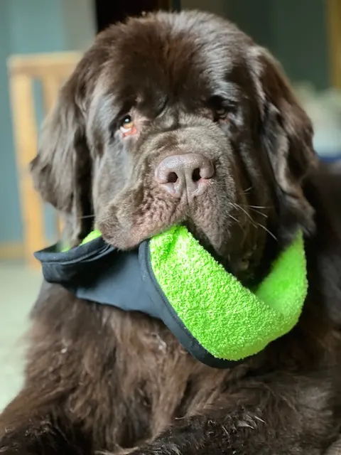 brown newfoundland dog with bib in his mouth