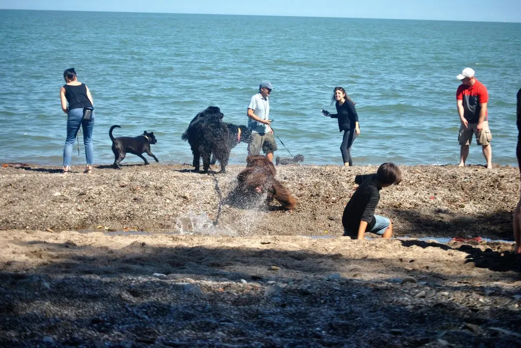 Newfoundland dog racing to the water