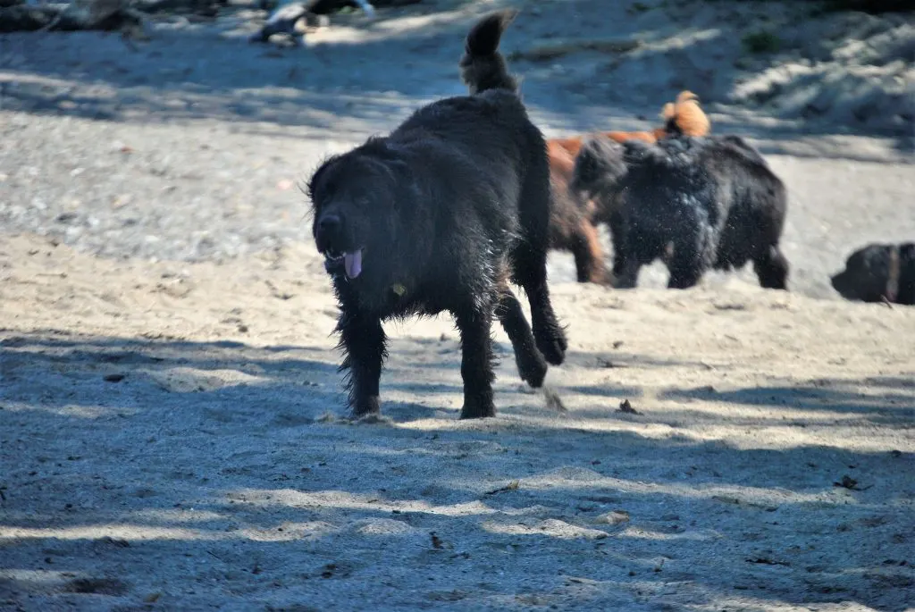 newfoundland dog running on the beach