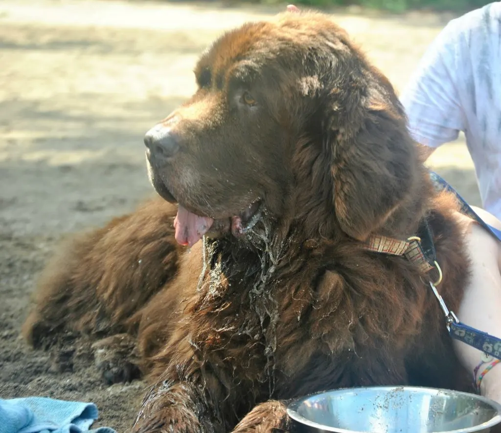 brown newfoundland dog at the beach
