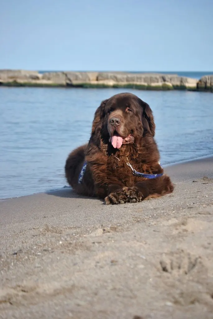 Northern Ohio Newfapalooza 2018