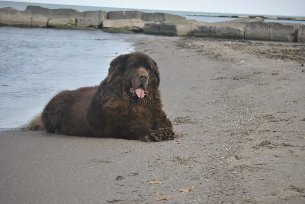 Northern Ohio Newfapalooza 2018