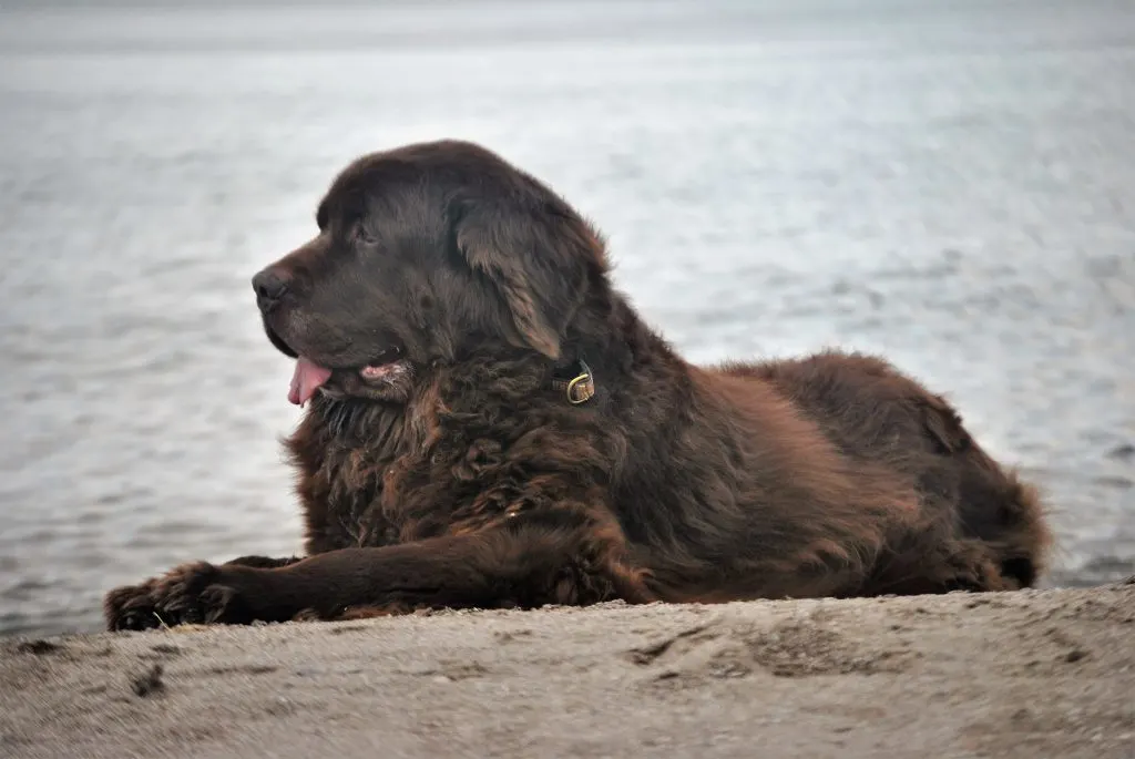 Northern Ohio Newfapalooza 2018