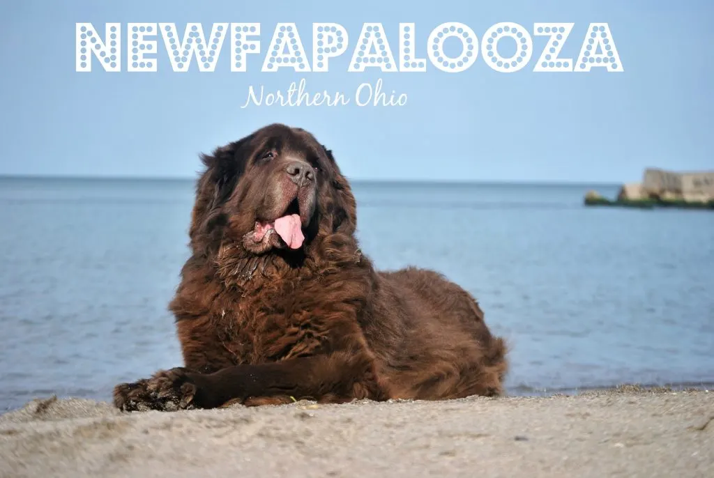 Northern Ohio Newfapalooza 2018
