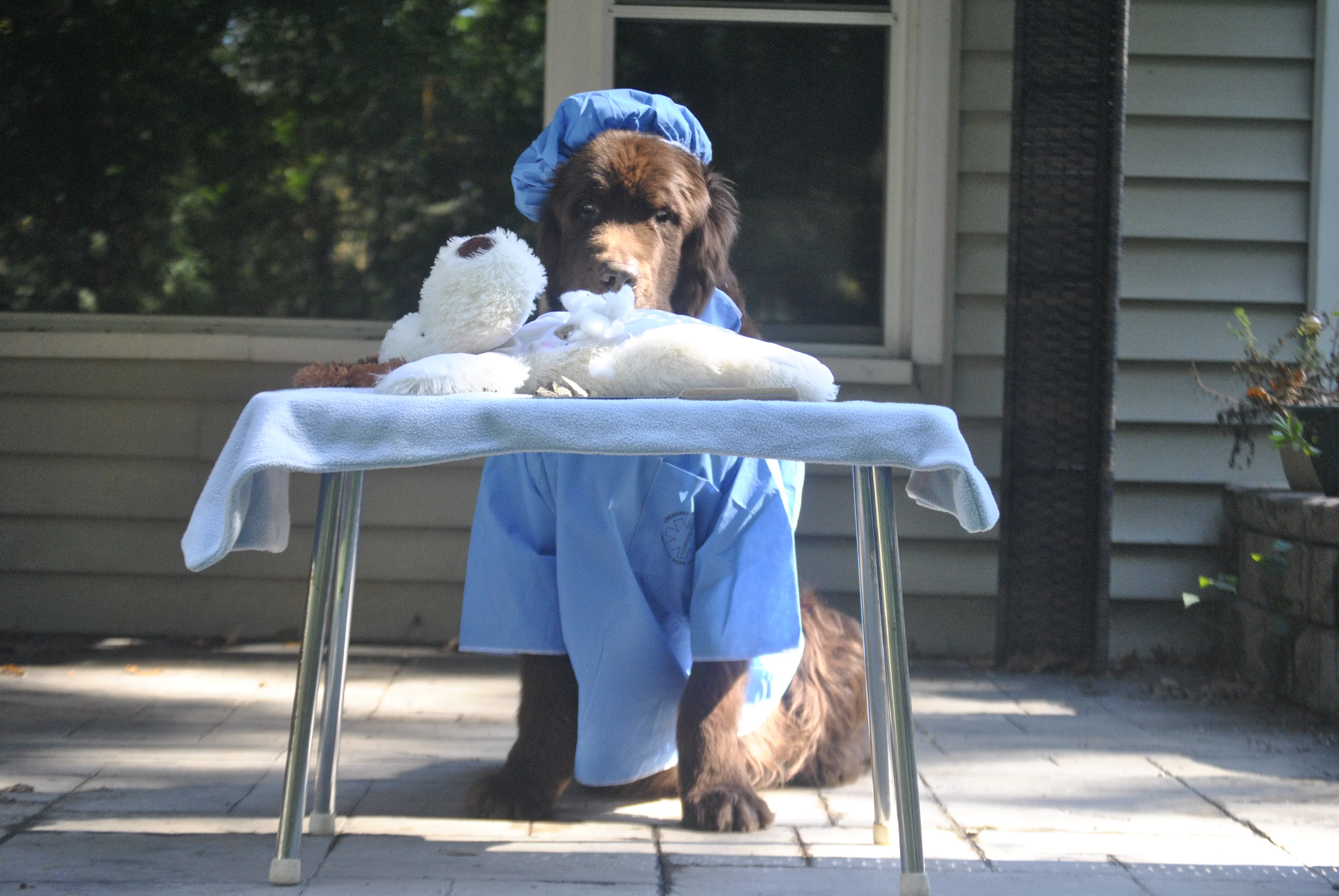 dog dressed as surgeon for halloween