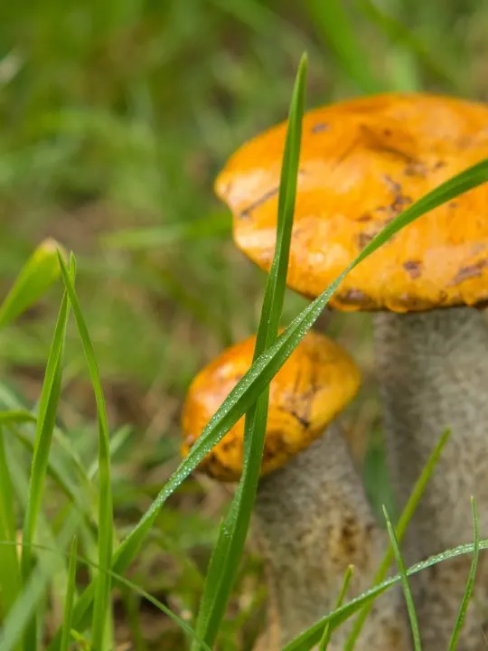 Backyard Mushrooms That Can Be Poisonous To Dogs