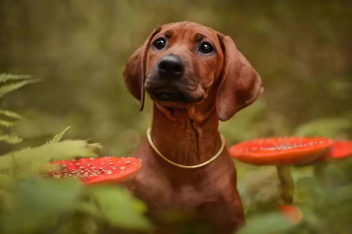 Cute puppy dog sitting among toxic red Amanita mushrooms in forest