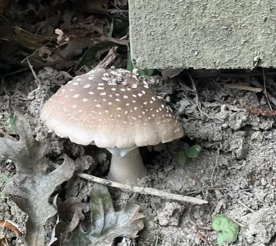common backyard mushroom growing by fence.