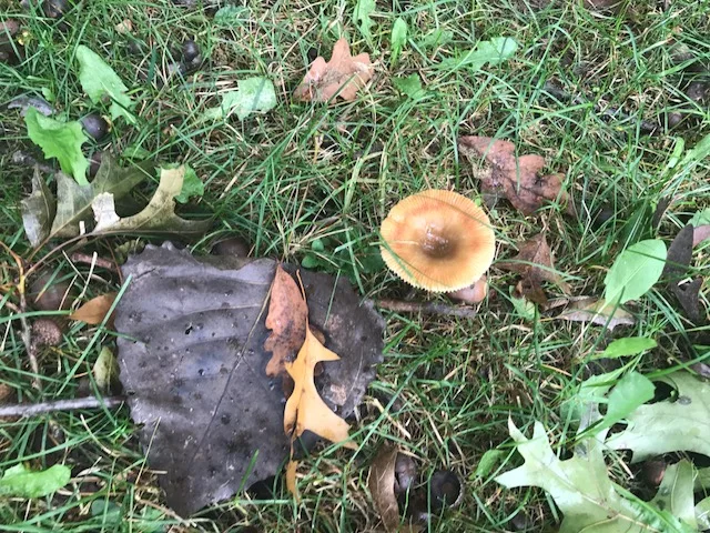 Backyard Mushrooms That Can Be Poisonious To Dogs