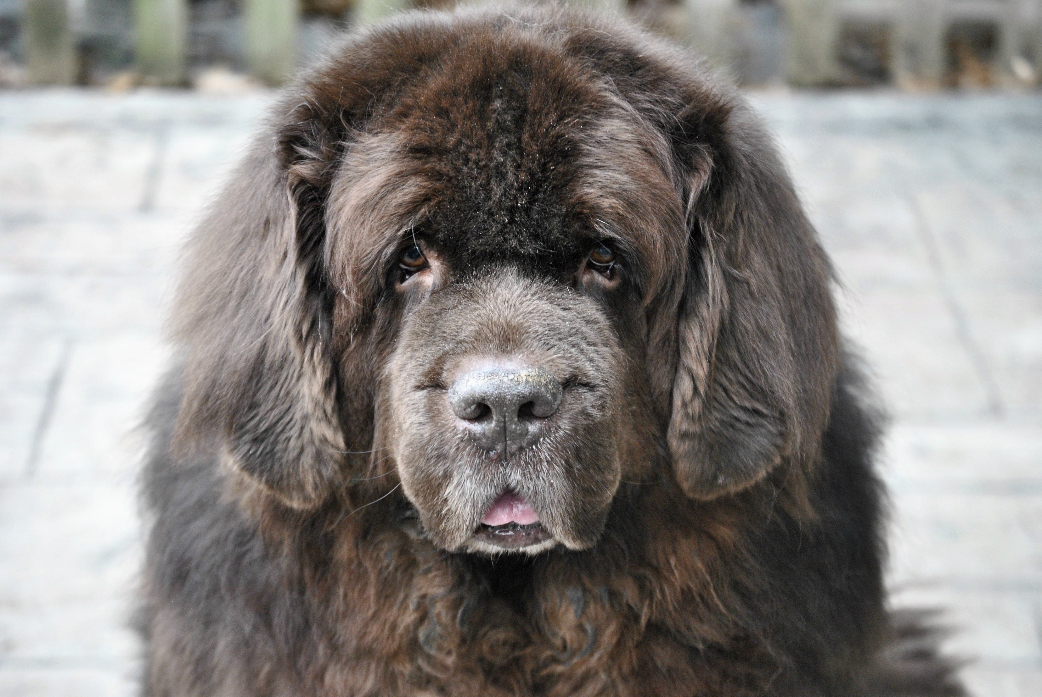 5 Ways To Stop Your Dog From Digging In The Yard My Brown Newfies
