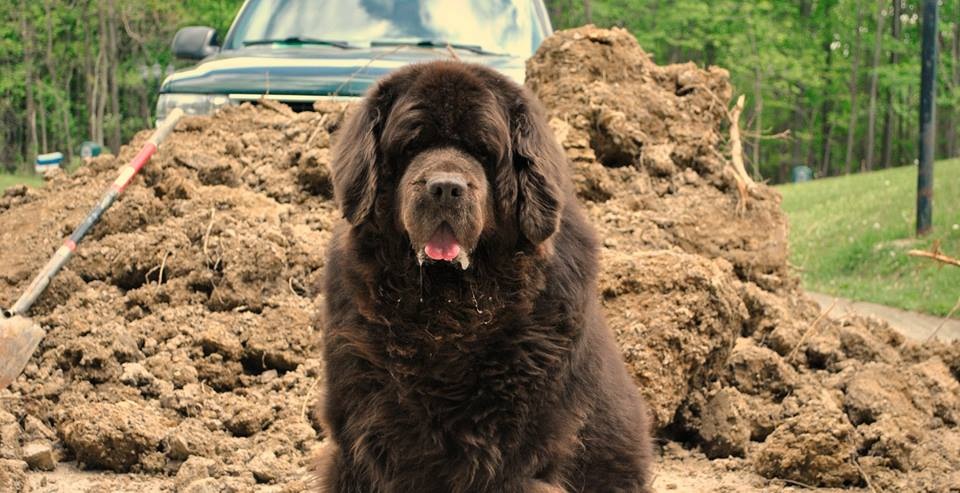 dog sitting in fron of big dirt pile