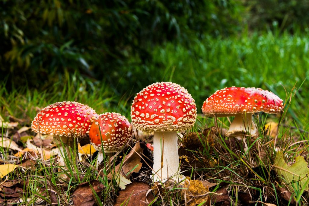 Toadstool mushrooms can be toxic to dogs