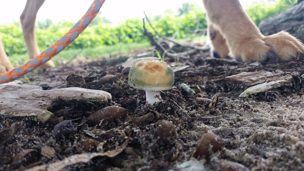 Backyard Mushrooms That Can Be Poisonous To Dogs - My ...