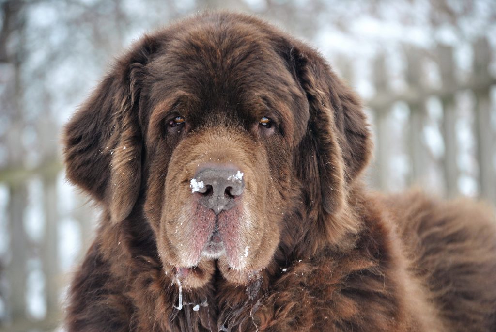 How Cold Is Too Cold For A Newfoundland?