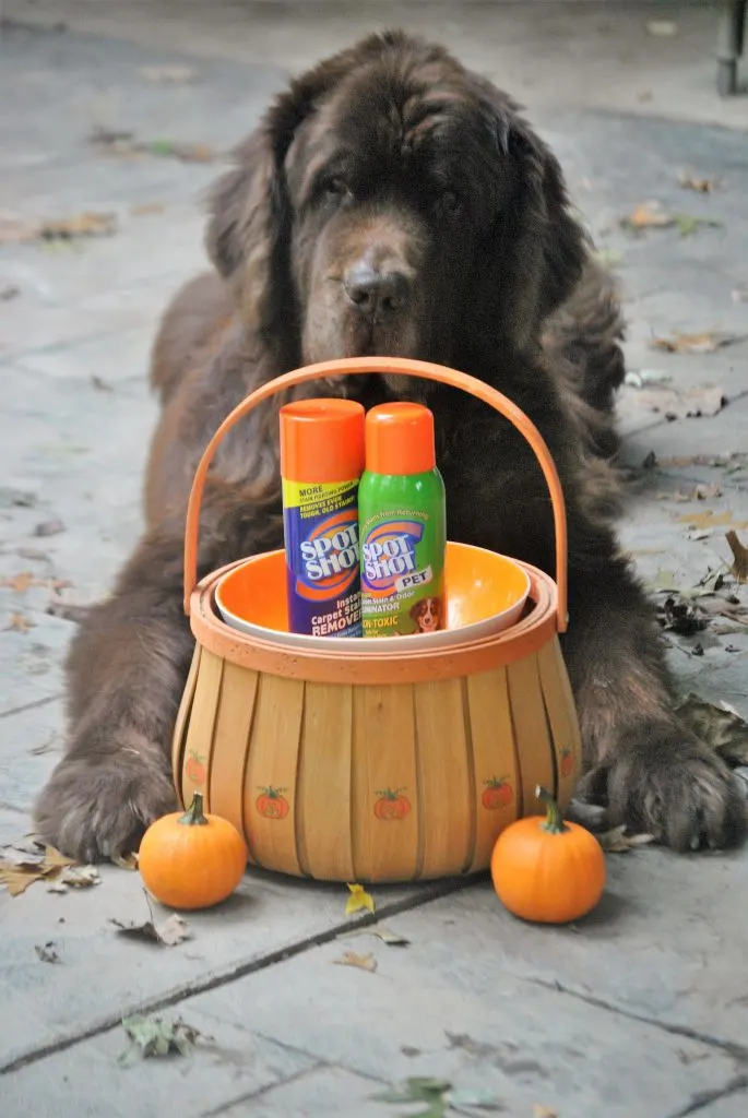 5 Ways Newfie Owners Get Ready For The Fall Mud 
