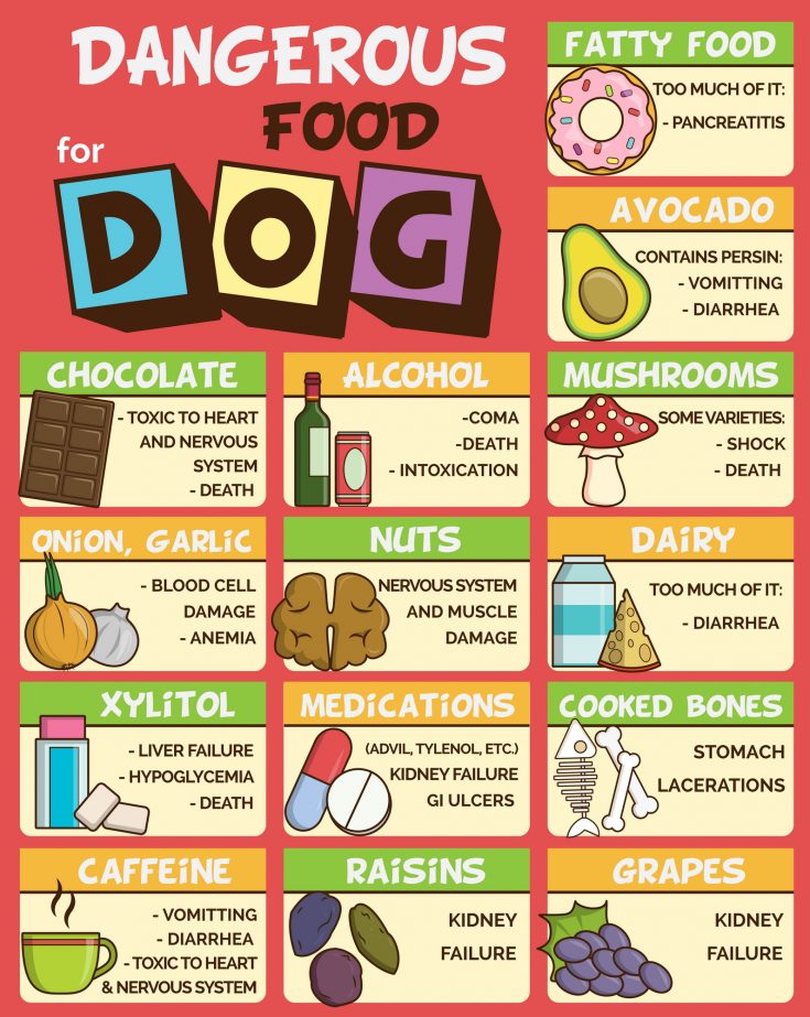 Infographic poster about food and snacks that are dangerous for your dog and may cause intoxication. A set of icons including avocado, mushroom, dairy, coffee, etc
