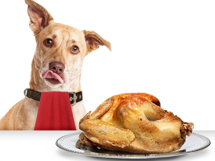 Dog Hungry for Thanksgiving Turkey