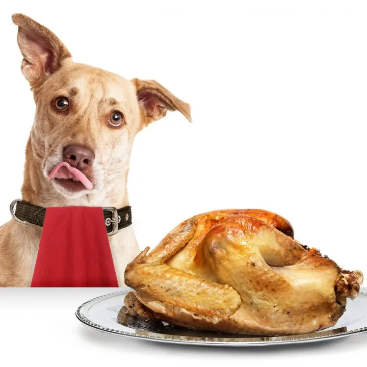 Dog Hungry for Thanksgiving Turkey