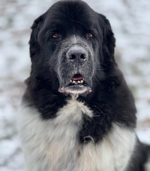 Landseer Newfoundland sitting in cold snow
