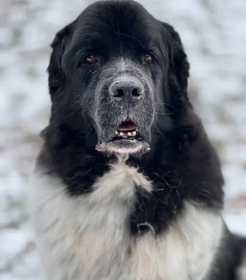 Landseer Newfoundland sitting in cold snow